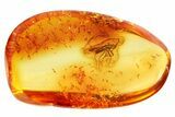 Detailed Fossil True Bug (Heteroptera) In Baltic Amber #357900-1